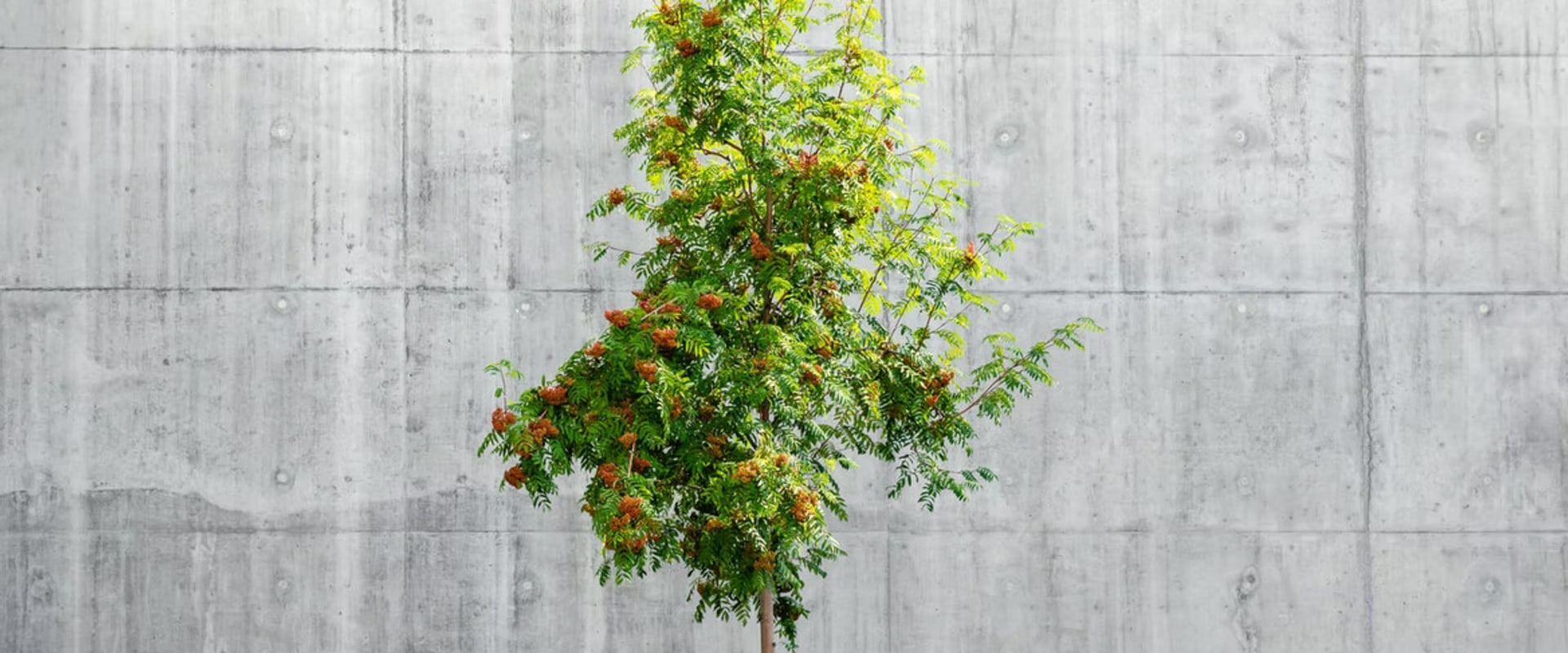 Is Concrete Toxic to Humans? A Comprehensive Guide