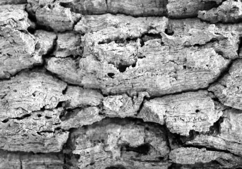 Is Concrete Cancer Dangerous? - An Expert's Perspective